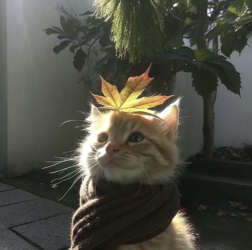 Ayana#729325037#4267