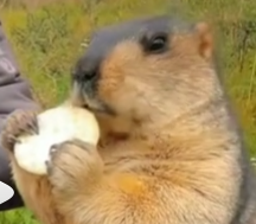 FıtıFıtıFıtı#6262