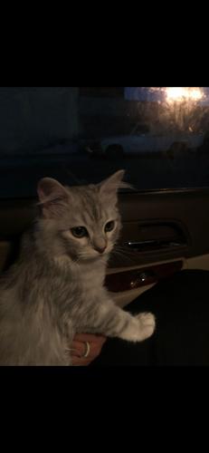 kíчσkα kudσu.#367599312#4035