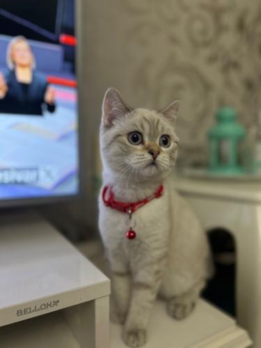 Buff ve ötesi#Selim