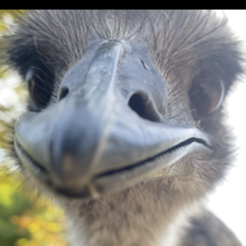 ahmetzylex@gmail.com