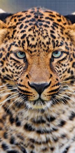 batuhanapardi@gmail.com