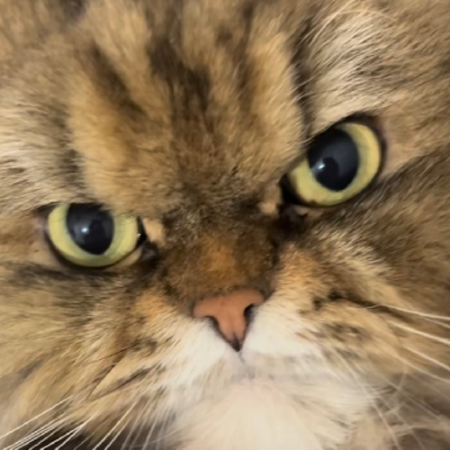 bedirhanbegtorun@gmail.com