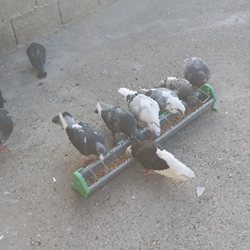 S2GoğuzhanTV