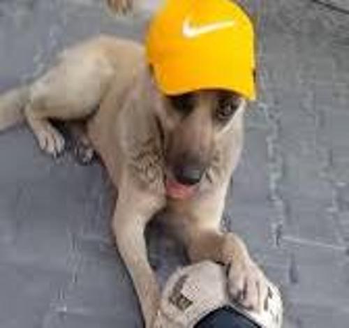 enesdmrci855@gmail.com