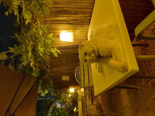 Carlico05#889984779#4308