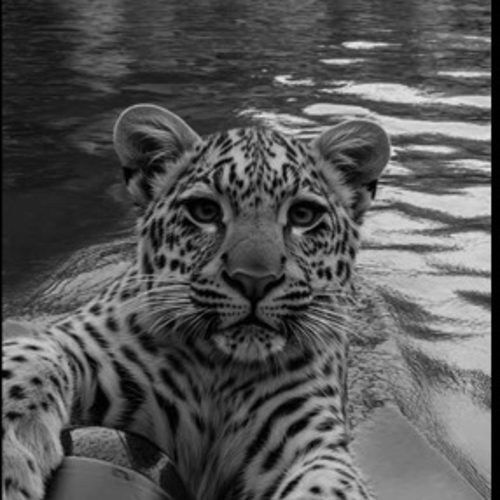 farukkaradag8169@gmail.com