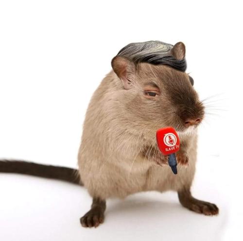 FıstığlıBaĞlavA#5003