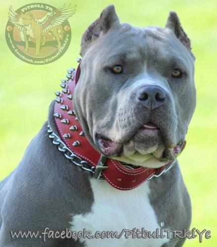 DÊSMOND BENJAMIN#TR1