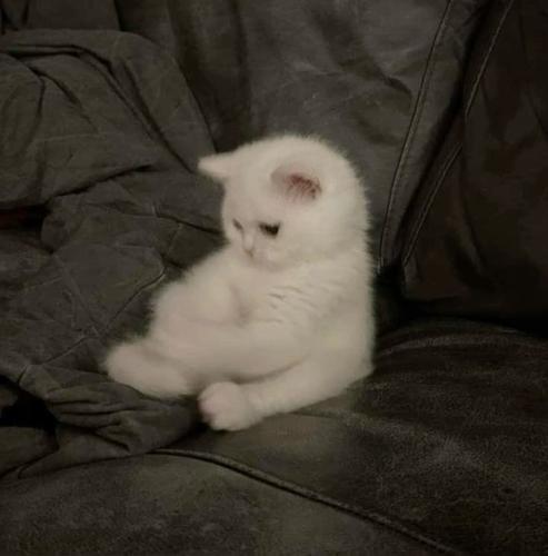 kolumanseyda@gmail.com