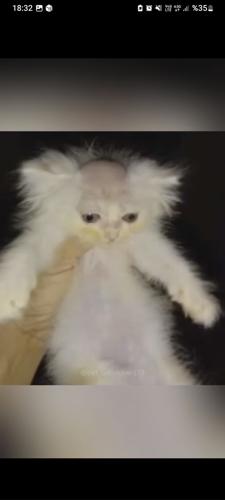 korkmazkerem17@gmail.com