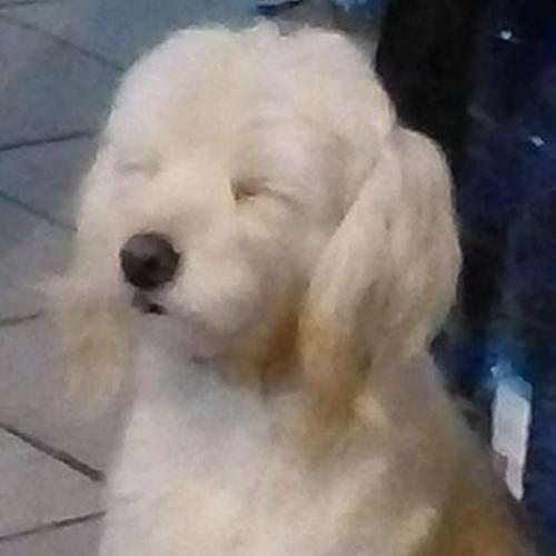 costco hotdog#太太太太太