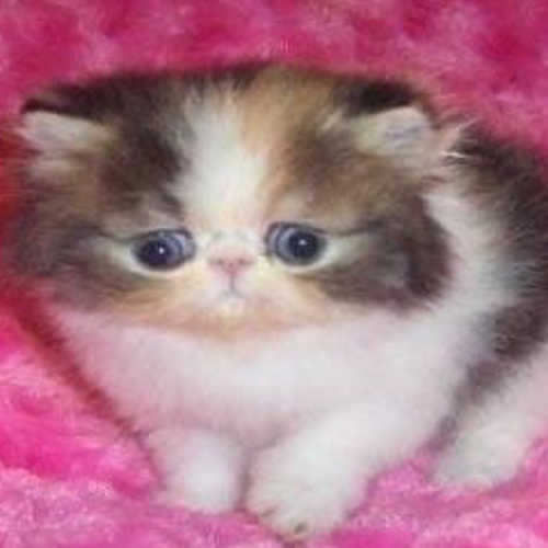 luzy.#1556144028#(4446)