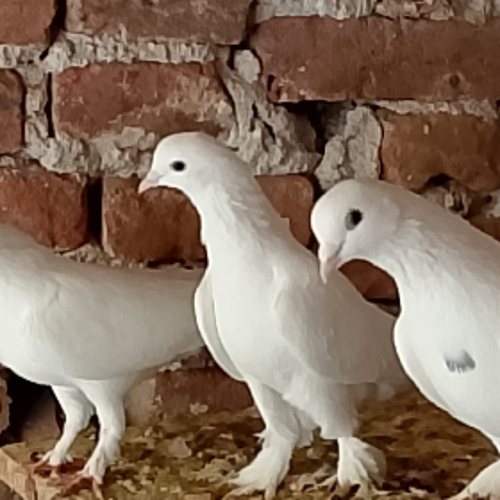 malismail803@gmail.com