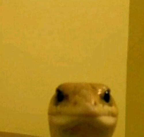 Super Lory#629548761#405