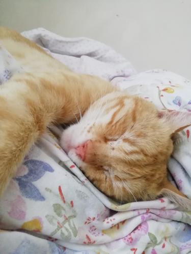 msf.55plv.55@gmail.com