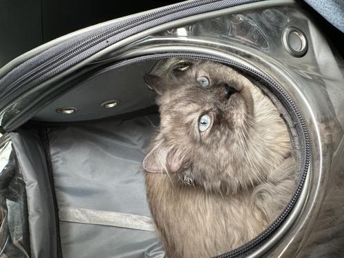 olabi.omar@icloud.com