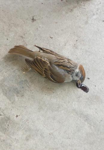 7xĮVOLQAxİBO