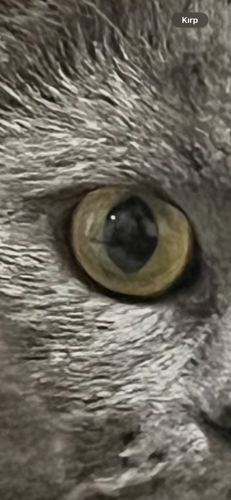 Katana mentalıty.#1574845141#(4449)