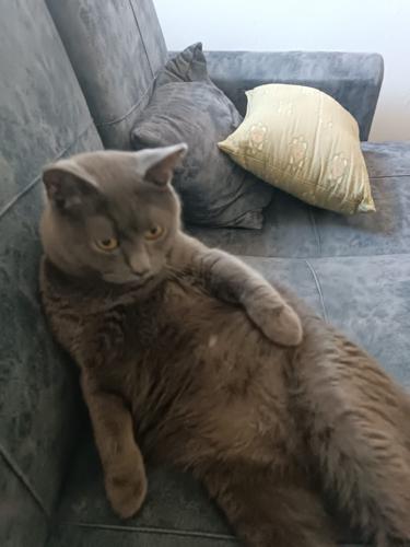 Kite.#1196260422#4369