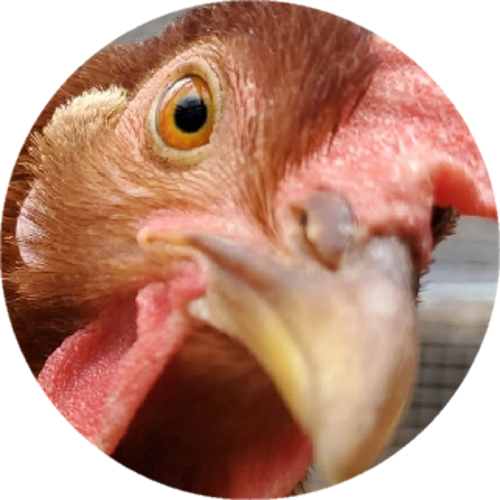 RSĮDUNNER