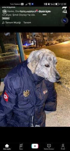 SEKKİ#658020899#4249