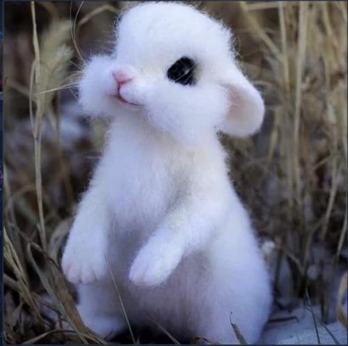 C9Mikrop#98449809#4209