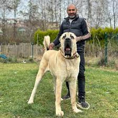 BorsaSurungeni#ATA04