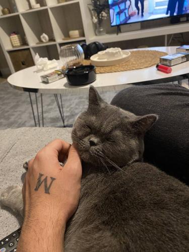 Ore wa Corleone#411302885#Türkiye