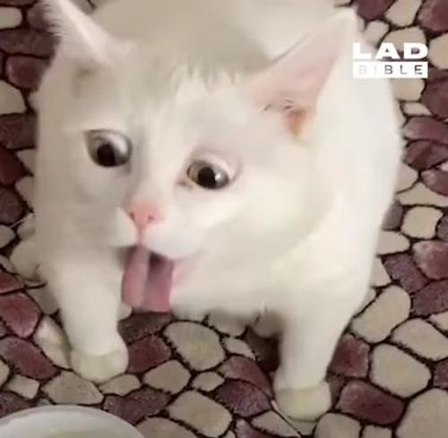 ziya.ahmdv@gmail.com