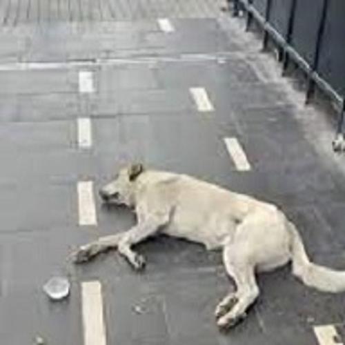 lankopegesıkmıslar