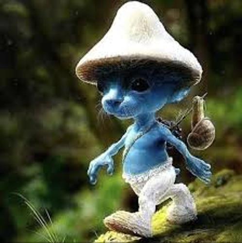 Smurf Cat Team