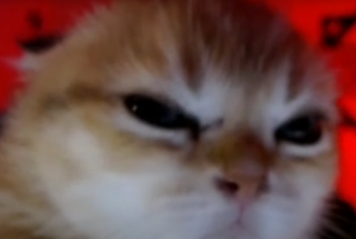 Donu Yırtık Fedailer