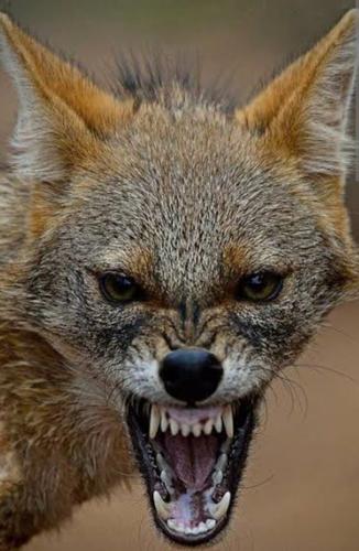 TepeyiTerkedenÇakallar