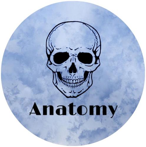 Anatomy
