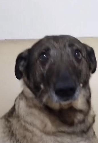 Qss Boğmacasina kanala atlama