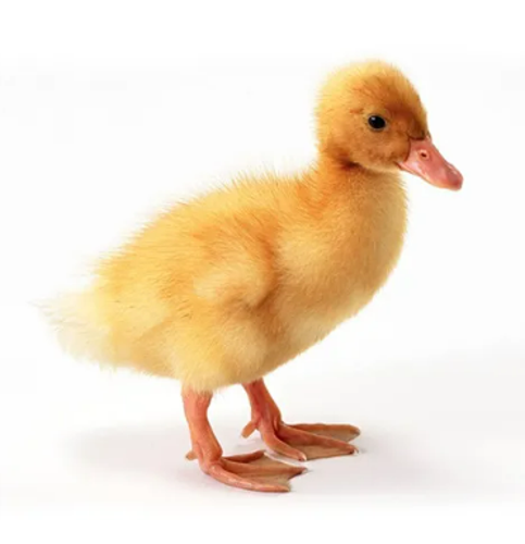 Fyrics ve mutlu ördekler