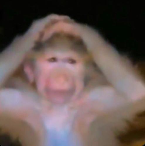 NAKAMURANIN KELEBEKLERİ