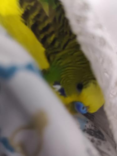 Ama şunu çok iyi yapıyolar