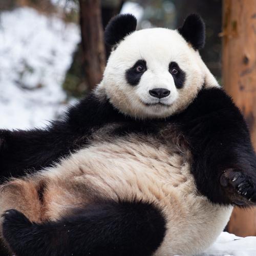 PANDA