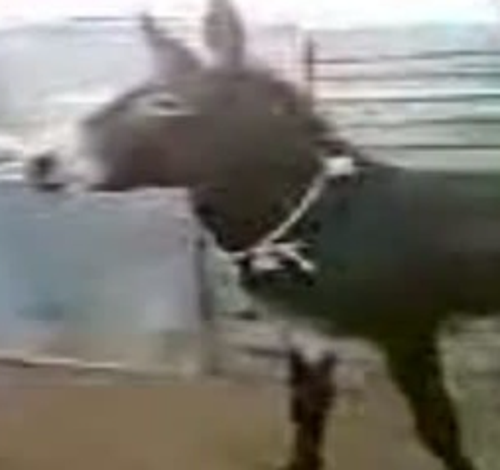 Mad Donkeys