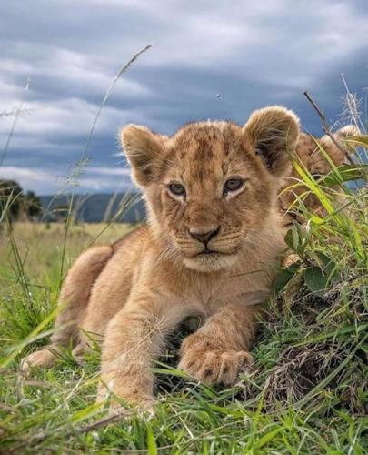 Cappidu cuppudu Esports