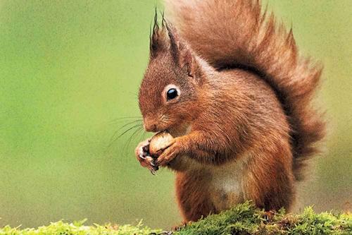 leks,xns,naru,boramx,batuuu