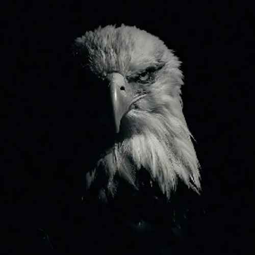 𝘽𝙇𝘼𝘾𝙆 🦅𝙀𝘼𝙂𝙇𝙀