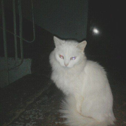 İndo